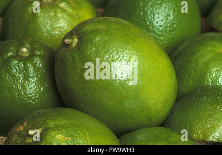 Raccolte TAHITIAN O persiano limette (Citrus latifolia) Foto Stock