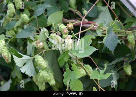 PRIMO PIANO DI UNA PIANTA DI LUPPOLO (HUMULUS LUPULUS) FOGLIAME E CONI CHE CRESCONO A BUSHY PARK, TASMANIA, AUSTRALIA. Foto Stock