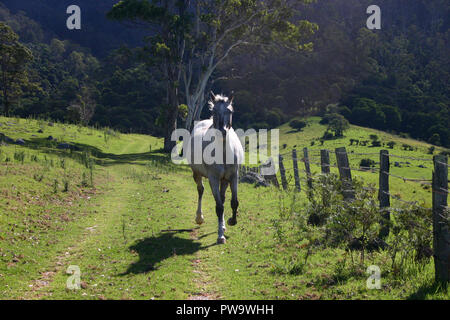 CAVALLO BIANCO GALOPPA LUNGO UN SENTERO ATTRAVERSO UNA PROPRIETÀ RURALE NEL QUEENSLAND, AUSTRALIA Foto Stock