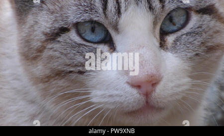 Blue Eyed Cat Face Closeup guardando nella telecamera Housepet Foto Stock