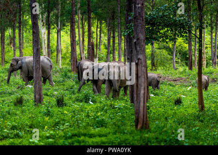 Asiatico elefanti selvatici Kuiburi National Park, Thailandia Foto Stock