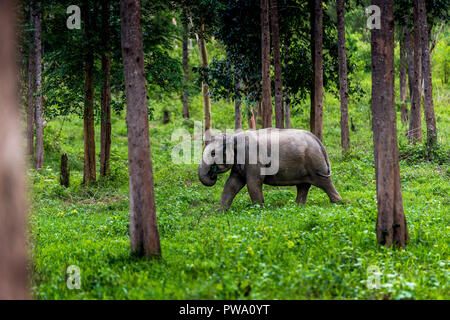 Asiatico elefanti selvatici Kuiburi National Park, Thailandia Foto Stock