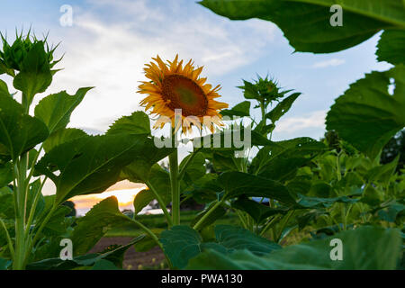 Un campo di girasoli sbocciato fuori strada di un paese nella regione dei Laghi Finger dello Stato di New York. Foto Stock