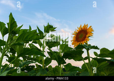 Un campo di girasoli sbocciato fuori strada di un paese nella regione dei Laghi Finger dello Stato di New York. Foto Stock