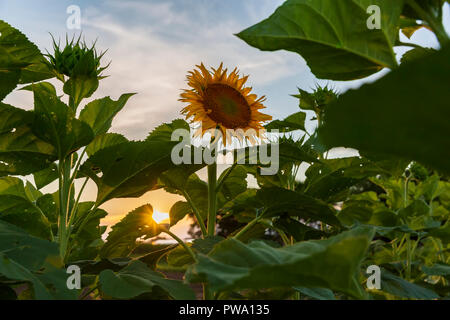 Un campo di girasoli sbocciato fuori strada di un paese nella regione dei Laghi Finger dello Stato di New York. Foto Stock