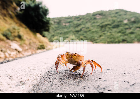 Close up fotografia, arancio e bianco granchio nella natura con blear sfondo bokeh di fondo Foto Stock