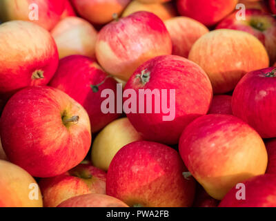 Mele sul display a Brogdale Festival Apple Faversham Kent 2018 Foto Stock