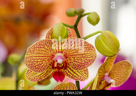 In prossimità di una bellissima orchidea gialla con righe rosse e con ventose, ideale per la Postcard o dello sfondo Foto Stock