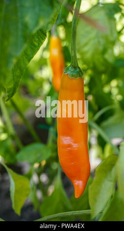 Aji giallo peperoncino closeup 1. Foto Stock