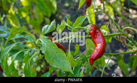 Rosso Peperoni Padron closeup 1. Foto Stock