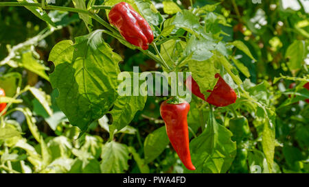 Rosso Peperoni Padron closeup 2. Foto Stock