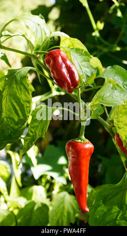 Rosso Peperoni Padron closeup 3. Foto Stock