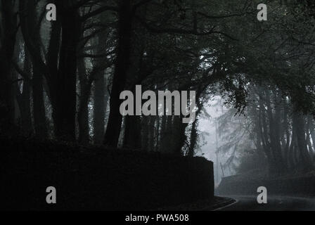 Una corsia di marcia passando attraverso un spooky legno su entrambi i lati con misty alberi ricoperti di inarcamento oltre la corsia stradale, Halkyn, Flintshire Foto Stock