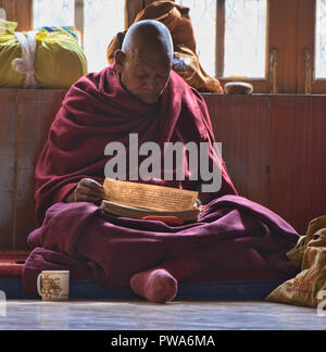 Ghelupa monaco buddista di lettura scrittura, Diskit Monastero, Valle di Nubra, Ladakh, India Foto Stock