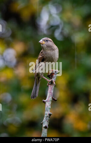 Casa europea Sparrow (Passer domesticus) appollaiato sul ramo con sfondo autunnale, Regno Unito Foto Stock