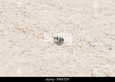 Metallica di viola e verde Flea Beetle (Altica sp.) strisciando sulla pietra arenaria sulle pianure orientali del Colorado Foto Stock