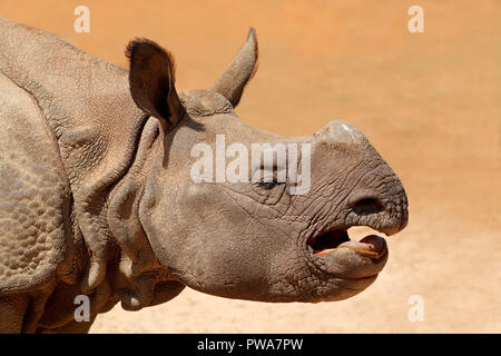 Ritratto di un giovane il rinoceronte indiano (Rhinoceros unicornis) Foto Stock