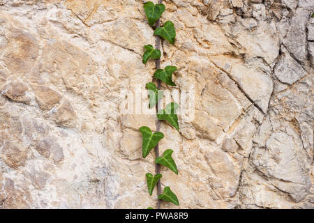 Nuovo dolce ivy stelo con foglie verdi salendo su una parete di roccia naturale Foto Stock