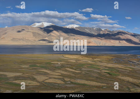 Frumento e orzo anteriore campi Tso Moriri Lake, Ladakh, India Foto Stock