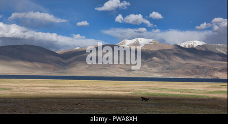 Frumento e orzo anteriore campi Tso Moriri Lake, Ladakh, India Foto Stock