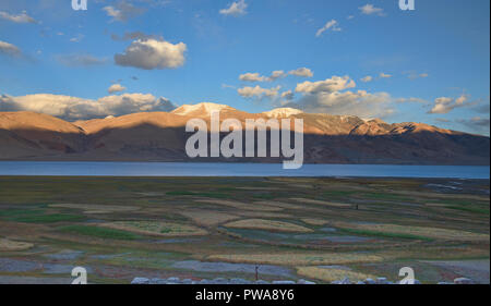 Frumento e orzo anteriore campi Tso Moriri Lake, Ladakh, India Foto Stock