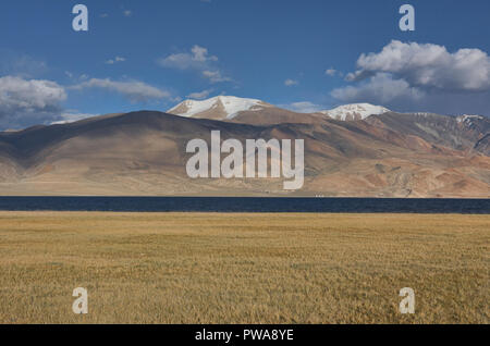 Frumento e orzo anteriore campi Tso Moriri Lake, Ladakh, India Foto Stock