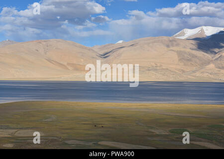 Frumento e orzo anteriore campi Tso Moriri Lake, Ladakh, India Foto Stock