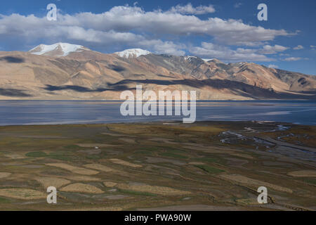 Frumento e orzo anteriore campi Tso Moriri Lake, Ladakh, India Foto Stock