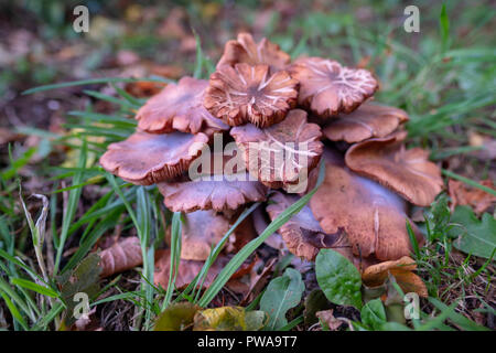 Armillaria mellea o miele funghi che crescono in un North Norfolk giardino. Foto Stock