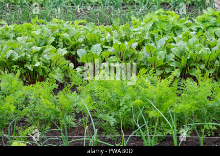 Carote e barbabietole crescente sul riparto Foto Stock