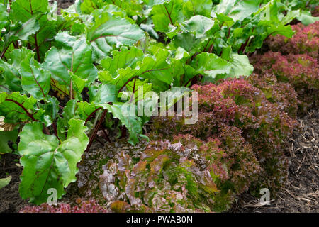 La lattuga e barbabietola cresce su riparto Foto Stock