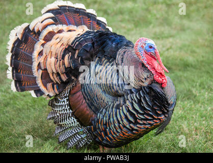 American Turchia. Foto Stock