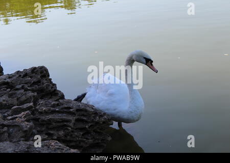 Il White Swan flottante in una città stagno Foto Stock