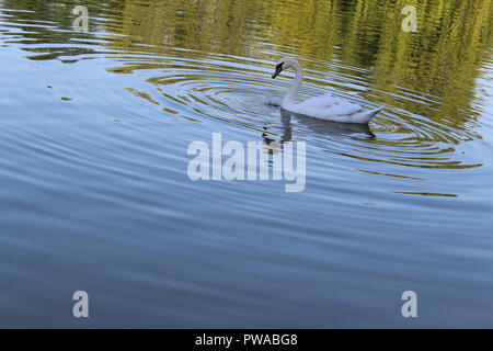 Il White Swan flottante in una città stagno Foto Stock