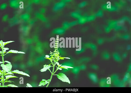 Tulasi verde albero impianto (anche ortografato Thulasi o Tulsi) prese in natura dello sfondo. È usato come Ayurveda nella medicina tradizionale a base di erbe , tè verde Foto Stock