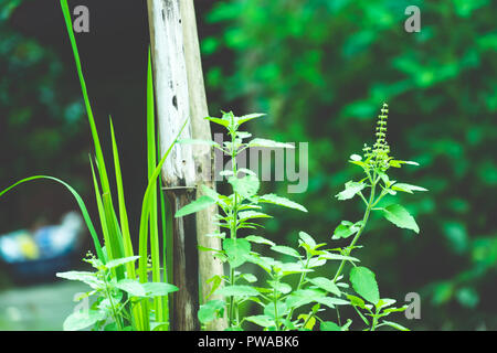Tulasi verde albero impianto (anche ortografato Thulasi o Tulsi) prese in natura dello sfondo. È usato come Ayurveda nella medicina tradizionale a base di erbe , tè verde Foto Stock