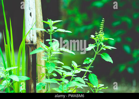 Tulasi verde albero impianto (anche ortografato Thulasi o Tulsi) prese in natura dello sfondo. È usato come Ayurveda nella medicina tradizionale a base di erbe , tè verde Foto Stock