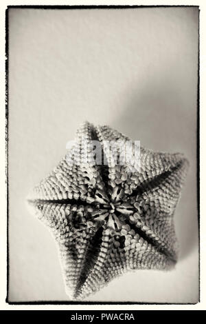 Starfish - Sottosopra - bianco e nero Foto Stock