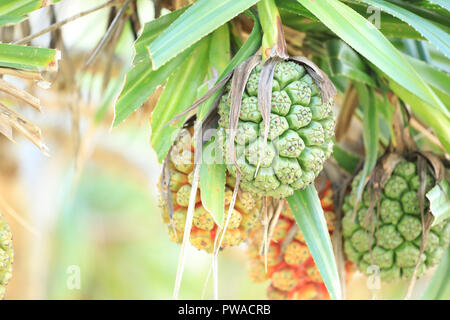 Vite (Pino Pandanus tectorius o Pandanus odoratissimus) sulla spiaggia vicino al mare Foto Stock