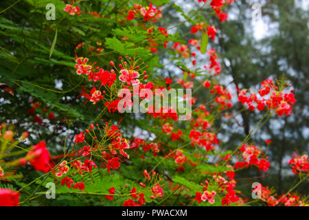 Peacock flower,Delonix regia, il flame tree, è una specie di fioritura delle piante di fagiolo famiglia Fabaceae Foto Stock