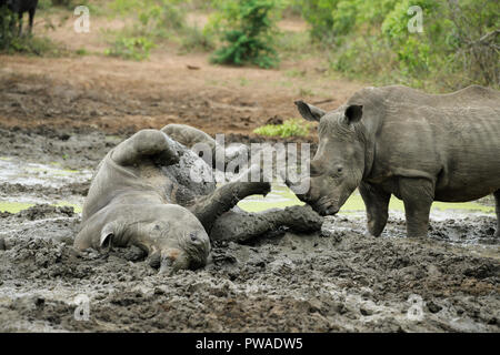 Hluhluwe, KwaZulu-Natal, Sud Africa, cute giovane adulto in via di estinzione rinoceronte bianco, Ceratotherium simum, rotolamento nel fango umido, waterhole, parco giochi, safari Foto Stock