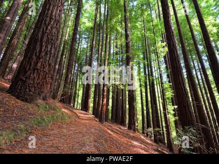 Sequoie a Cabezon de la Sal, Spagna. Monumento Naturale delle Sequoie Monte Cabez-n. Foto Stock