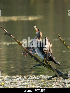 Cormorano (Phalacrocorax carbo) essiccare le sue ali in inizio di mattina di sole al lago Marlfield. Clonmel, Tipperary, Irlanda Foto Stock