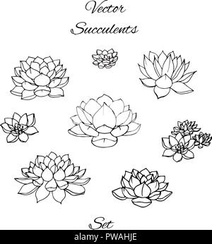 Disegnata a mano vector succulente contorni impostare isolati su sfondo bianco. Illustrazione Vettoriale