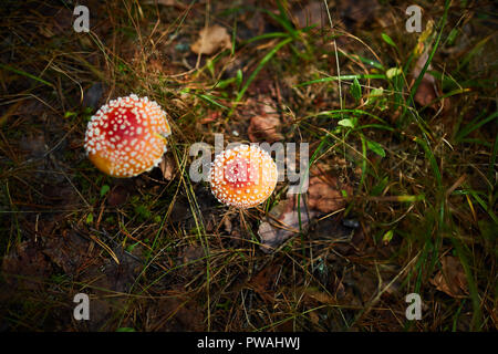 Due fy-agarics con macchie bianche sulla loro parte superiore arancione crescente nella foresta in erba verde Foto Stock