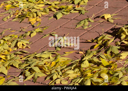 Caduto Giallo autunno cenere (Fraxinus) foglie di albero su rosso mattone percorso a piedi Foto Stock