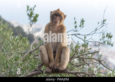 La scimmia di Gibilterra Foto Stock