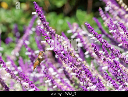 Una femmina Allens hummingbird bere il nettare da Salvia leucantha fiori, sapere come bussola messicano salvia. Questi uccelli sono comuni solo in legno brushy Foto Stock