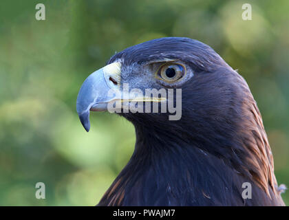 Ritratto vista di profilo di un aquila reale. Per secoli, questa specie è stato uno dei più apprezzati uccelli usati in falconeria. Foto Stock