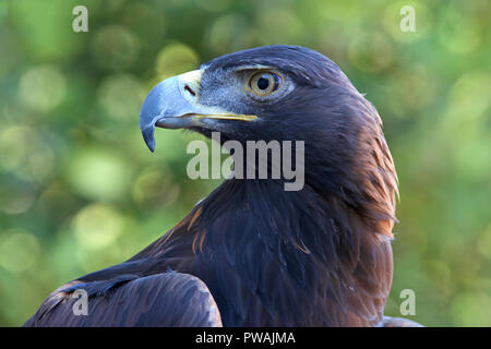 Ritratto vista di profilo di una Golden Eagle rivolto verso destra guardando a sinistra. Per secoli, questa specie è stato uno dei più apprezzati uccelli usati i Foto Stock